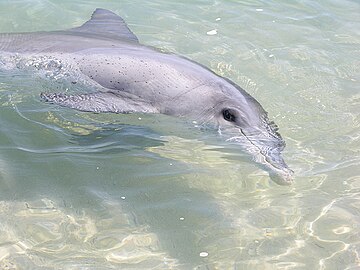 One of Monkey Mia's famous dolphins