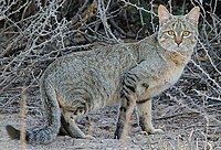 Felis silvestris cafra