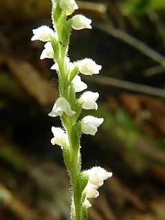 Description de l'image Goodyera tesselata 57591544.jpg.