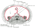 Disposició horitzontal del peritoneu en la part inferior de l'abdomen.