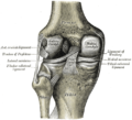 Articulación de la rodilla vista desde atrás, mostrando los ligamentos internos.