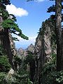 Huangshan şamı (Pinus hwangshanensis), Anhui, Çin