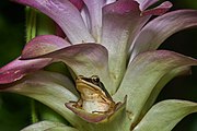 grenouille sur une fleur