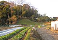 畑と里山（春日部市）