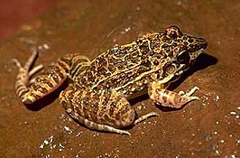 Leptodactylus fuscus