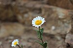 Leucanthemum ircutianum