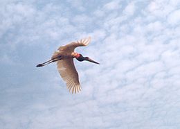 Žabiru (Jabiru mycteria)