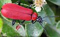 Červenáček ohnivý (Pyrochroa coccinea)