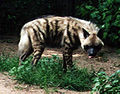 Hyène rayée (Hyaena hyaena)