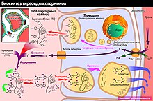 Биосинтез тиреоидных гормонов.jpg