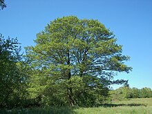 Un aulne noir en été à Marbourg.