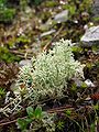 Cladonia portentosa lichene composto