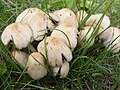 Coprinellus micaceus