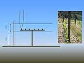 Schematische Darstellung des Stockaufbaues mit Kordon – drei Spanndrähte