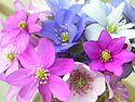 Hepatica nobilis