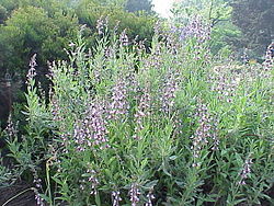 Ryytisalvia (Salvia officinalis)