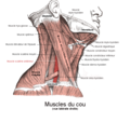 Muscles du cou (vue latérale).