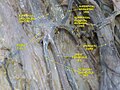 Superficial veins of lower limb. Superficial dissection. Anterior view.