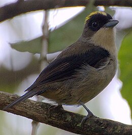 Trichothraupis melanops.jpg