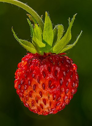 Fragaria vesca