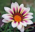 White and purple gazania