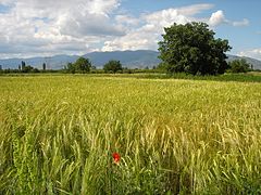 Поле со јачмен во Македонија