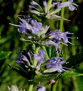 Agastache scrophulariifolia