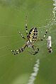 Wespenspinne (Argiope bruennichi)