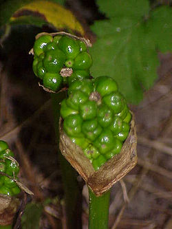 Arum maculatum.