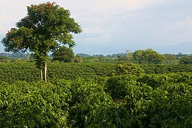 Quimbaya (Quindío)