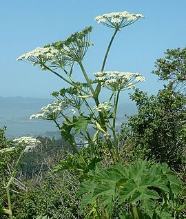 Kæmpe-Bjørneklo (Heracleum mantegazzianum)