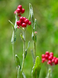 L’immortelle rouge (Sang-des-Maccabées), symbole du jour car elle ne pousse, selon la légende, que sur un sol où le sang juif a été versé pour défendre sa terre.