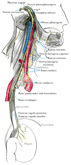 Nervus medianus