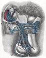 Spermatic veins.