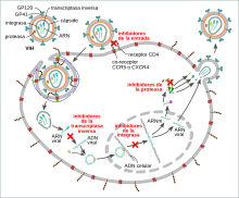 HIV-drug-classes-es.svg