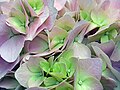 Hydrangea flowers close up.