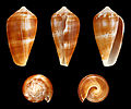 Conus tinianus