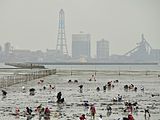 木更津海岸での潮干狩り