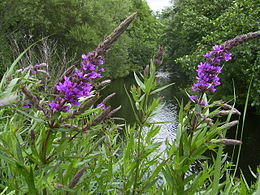 Paprastoji raudoklė (Lythrum salicaria)