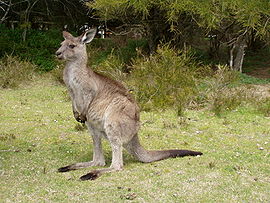 Macropus giganteus