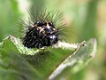 Caterpillar head