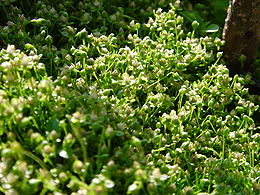 Gulsčioji žemenė (Sagina procumbens)