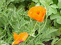 Papaver orientale