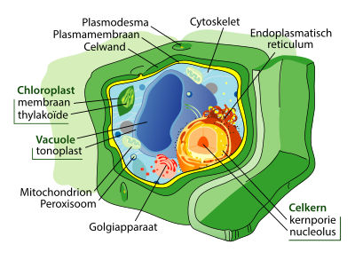 Diagram algemene plantencel. Zichtbaar in dit diagram zijn de diverse organellen die verschillende functies vervullen. Kenmerkend voor plantencellen zijn de groene chloroplasten voor fotosynthese, en de opvallend grote vacuolen voor wateropslag.