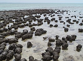 Shark Bay