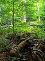 Foresta a Stužica.