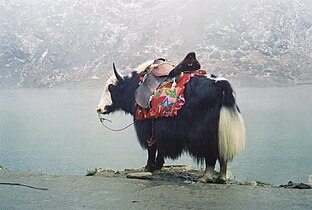 Yak jinak di Nepal