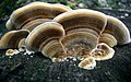 Trametes versicolor Genere Trametes