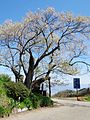 巡礼桜