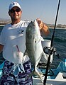 Crevalle du Pacifique, péché au vif (sardine), côte de Basse Californie Sud, Mexique.